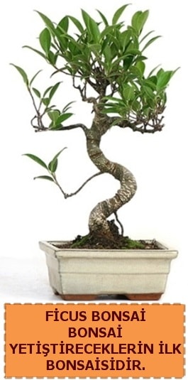 Ficus bonsai 15 ile 25 cm arasndadr  zmir Kordon uluslararas iek gnderme 