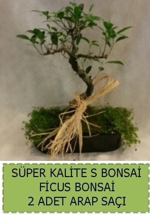 Ficus S Bonsai ve arap sa  zmir Karyaka anneler gn iek yolla 