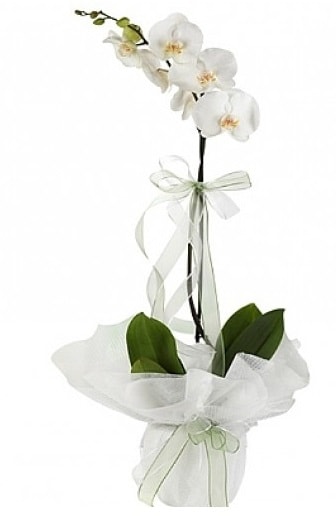 Tekli Beyaz Orkide  zmir Gaziemir iek maazas , ieki adresleri 