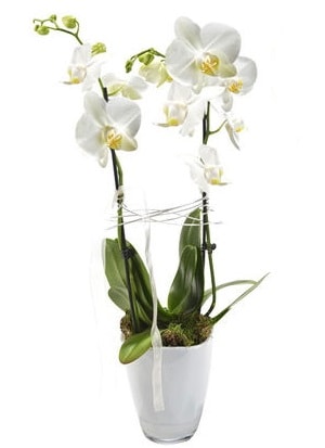 2 dall beyaz seramik beyaz orkide sakss  zmir Gmldr cicekciler , cicek siparisi 