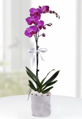 Tek dall saksda mor orkide iei  zmir Mithatpaa online ieki , iek siparii 