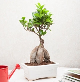 Exotic Ficus Bonsai ginseng  zmir Karabalar ieki maazas 