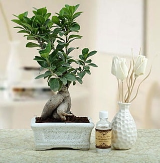 Ginseng ficus bonsai  zmir Mithatpaa online ieki , iek siparii 