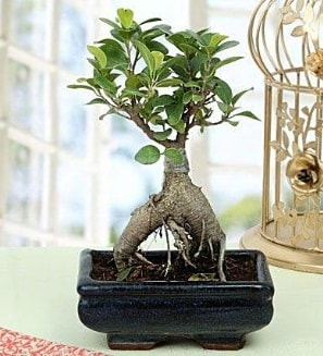 Appealing Ficus Ginseng Bonsai  zmir Konak iek , ieki , iekilik 