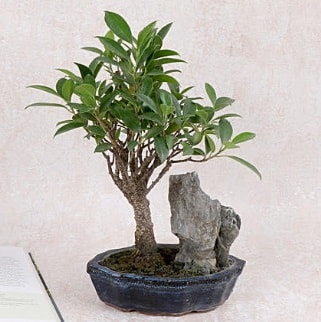 Japon aac Evergreen Ficus Bonsai  zmir Gmldr cicekciler , cicek siparisi 