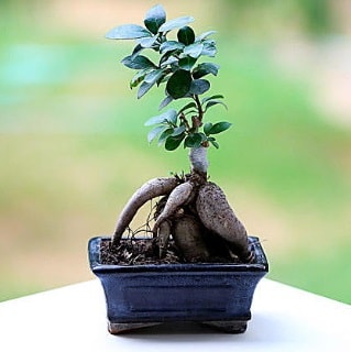 Marvellous Ficus Microcarpa ginseng bonsai  zmir Bornova nternetten iek siparii 