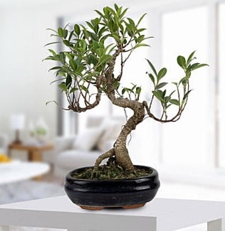 Gorgeous Ficus S shaped japon bonsai  zmir Narldere internetten iek siparii 