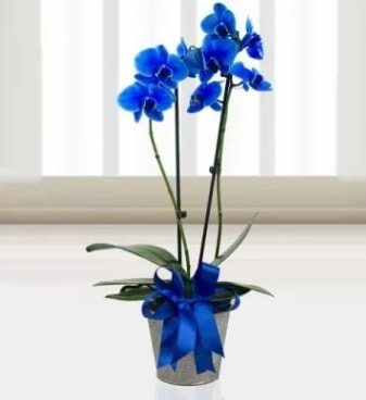 ift dall mavi orkide  zmir Fevzipaa hediye sevgilime hediye iek 