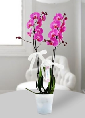 ift dall mor orkide  zmir Mithatpaa online ieki , iek siparii 