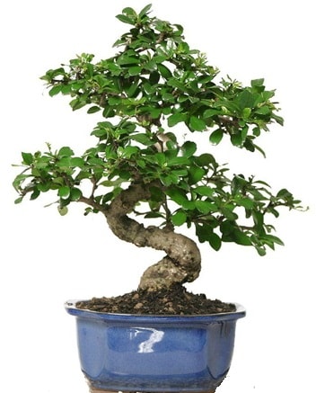 21 ile 25 cm aras zel S bonsai japon aac  zmir Karyaka anneler gn iek yolla 