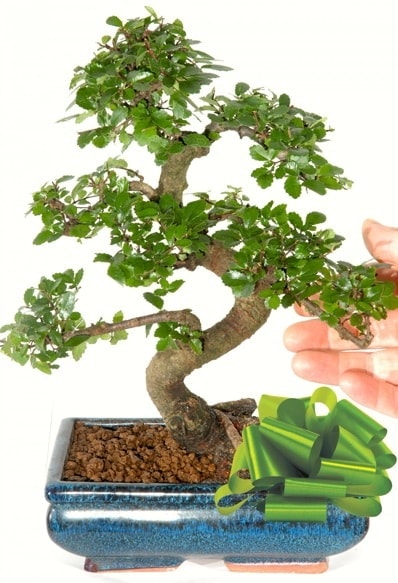 Yaklak 25 cm boyutlarnda S bonsai  zmir Paaliman gvenli kaliteli hzl iek 