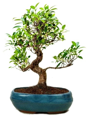 25 cm ile 30 cm aralnda Ficus S bonsai  zmir Gmldr cicekciler , cicek siparisi 