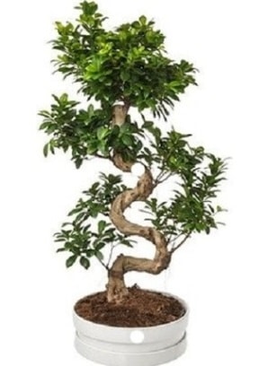 90 cm ile 100 cm civar S peyzaj bonsai  zmir Gmldr cicekciler , cicek siparisi 