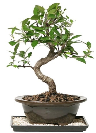 Altn kalite Ficus S bonsai  zmir Karyaka anneler gn iek yolla  Sper Kalite