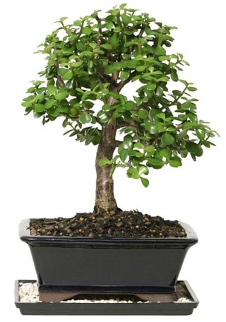 15 cm civar Zerkova bonsai bitkisi  zmir Paaliman gvenli kaliteli hzl iek 