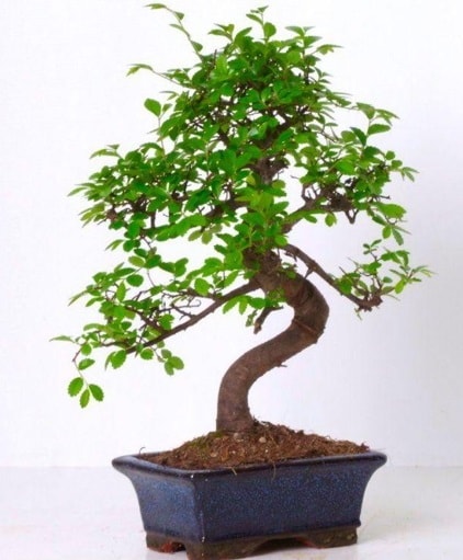 S gvdeli bonsai minyatr aa japon aac  zmir Gmldr cicekciler , cicek siparisi 