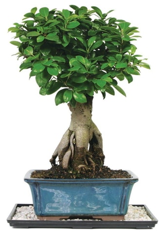 Bonsai Ginsing Grafted Ficus Bonsai  zmir Kordon uluslararas iek gnderme 