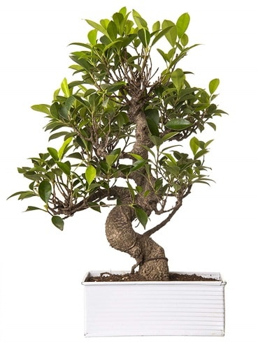 Exotic Green S Gvde 6 Year Ficus Bonsai  zmir Gmldr cicekciler , cicek siparisi 
