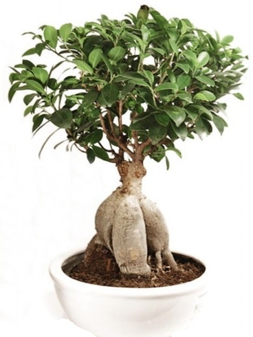 Ginseng bonsai japon aac ficus ginseng  zmir Gztepe valikona cicek , cicekci 